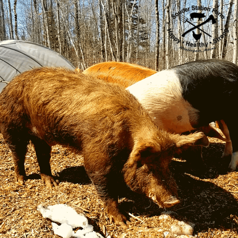 Central Maine Pasture Raised Heritage Breed Piglets Souder Station Farm